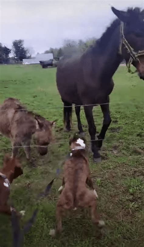 boxer gets shocked by electric fence|Donkey Laughs at Dog Getting Shocked By Electric Fence.